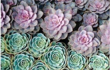 Echevaria _clump